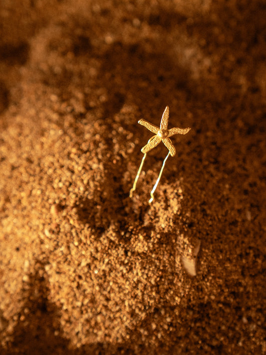 Starfish Hair Pin